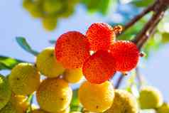 黄色的棘手的杨梅水果成熟分支果园