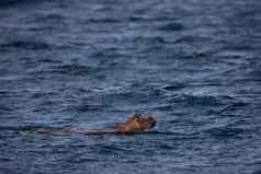 一边视图美洲狮山狮子发现游泳通道英国哥伦比亚水域