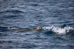 美洲狮山狮子发现游泳通道英国哥伦比亚水域
