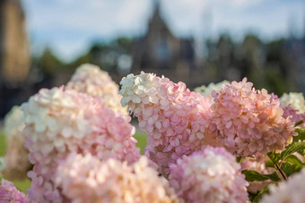 绣球花花园花圃开放天空郁郁葱葱的令人愉快的巨大的花序白色粉红色的绣球花花园
