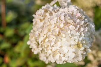 绣球花花园花圃开放天空郁郁葱葱的令人愉快的巨大的花序白色粉红色的绣球花花园