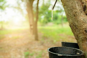 橡胶攻丝橡胶树花园自然乳胶提取为橡胶植物橡胶树种植园乳白色的液体乳胶渗出伤口树树皮乳胶收集小桶