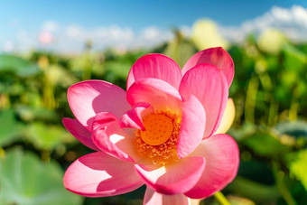 粉红色的莲花花摇摆风背景绿色叶子莲花场湖自然环境