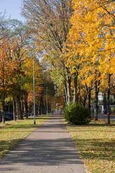 自行车路径公园秋天叶秋天金叶子树