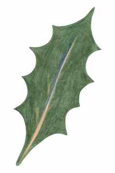 圣诞节冬青浆果绿色叶画彩色的铅笔孤立的白色背景