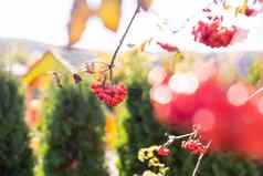 荚莲属的植物荚莲属的植物opulus浆果叶子户外秋天秋天群红色的荚莲属的植物浆果分支红色的荚莲属的植物寻常的分支花园