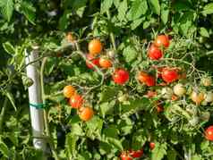 成熟的番茄植物日益增长的新鲜的群红色的自然西红柿分支有机蔬菜花园