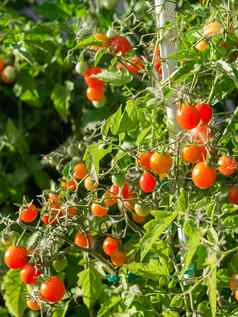 成熟的番茄植物日益增长的新鲜的群红色的自然西红柿分支有机蔬菜花园