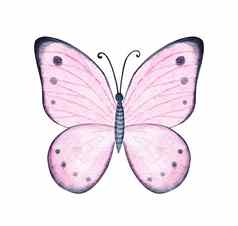 水彩粉红色的蝴蝶孤立的白色