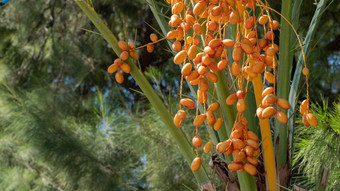 日期棕榈日期群水果干水果