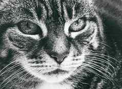 美丽的女虎斑猫首页可爱的国内宠物黑色的白色肖像