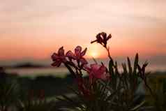 粉红色的热带花海日落背景