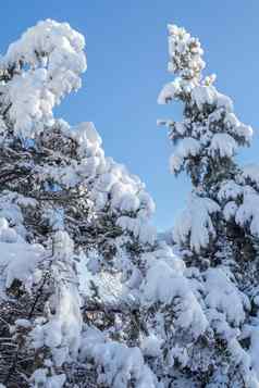 冷杉树覆盖雪城市公园冬天