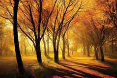 秋天树公园小巷森林阳光明媚的光