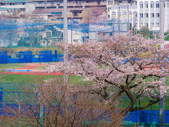 樱桃<strong>花朵</strong>布鲁姆