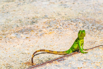 加勒比<strong>绿色蜥蜴</strong>地面playa的卡门墨西哥