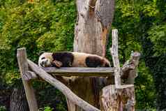 巨大的熊猫睡觉树房子动物花园柏林