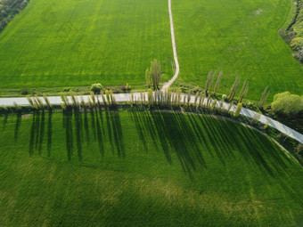 空中视图绿色小麦场农村场小麦吹风日落年轻的绿色小穗耳朵大麦作物自然农学行业食物生产