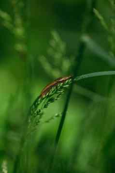 鼻涕虫坐着草瑞典蜗牛零食西班牙语鼻涕虫