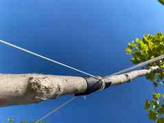 吊袜年轻的树加强年轻的树绳子吊袜年轻的树线保护连根拔起生态森林城市种植园垂直照片