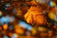 秋天背景美丽的色彩斑斓的叶子树秋天时间自然