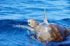 交配海海龟开放海洋橄榄里德利海海龟lepidochelys奥利瓦西娅交配游戏生活海洋爬行动物