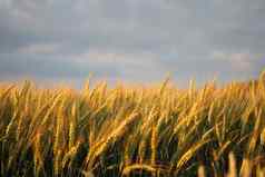 小麦耳朵场食物背景耳朵小麦成熟场小麦场农业农业背景生态清洁食物食物安全