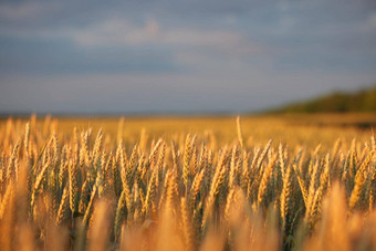 <strong>小麦</strong>耳朵场食物背景耳朵<strong>小麦</strong>成熟场<strong>小麦</strong>场农业农业背景生态清洁食物食物安全