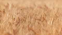 小麦耳朵场食物背景耳朵小麦成熟场小麦场农业农业背景生态清洁食物食物安全