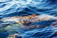 海豚表面水视图船好玩的海豚游泳之旅船海洋哺乳动物生活好玩的微暗的海豚游泳水下
