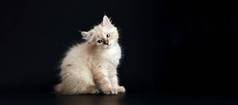 有趣的小猫明亮的蓝色的眼睛黑色的背景小毛茸茸的小猫neva化妆舞会猫亚种西伯利亚猫