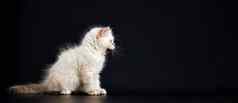 有趣的小猫明亮的蓝色的眼睛黑色的背景小毛茸茸的小猫neva化妆舞会猫亚种西伯利亚猫