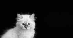 有趣的小猫黑色的背景黑色的白色Portret小毛茸茸的小猫neva化妆舞会猫亚种西伯利亚猫