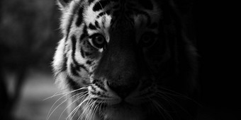 肖像美丽的老虎大猫特写镜头老虎肖像老虎肖像大猫