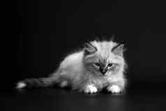 有趣的小猫黑色的背景黑色的白色Portret小毛茸茸的小猫neva化妆舞会猫亚种西伯利亚猫