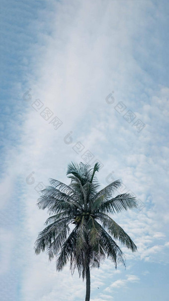 垂直热带椰子绿色棕榈树天空白色<strong>云</strong>背景夏天一天空气浪花<strong>云</strong>