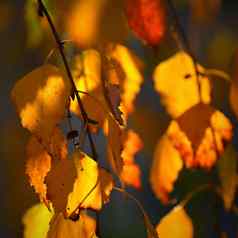 秋天背景美丽的色彩斑斓的叶子树秋天时间自然