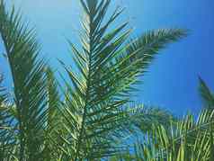 棕榈树叶子天空夏季旅行背景