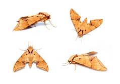 集团棕色（的）蛾安布利克斯伊图拉塔孤立的白色背景蝴蝶动物昆虫