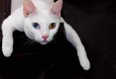 白色猫颜色眼睛蓝色的黄色的眼睛可爱的国内宠物
