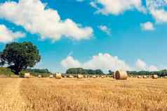 有束稻草场英语农村景观小麦黄色的金收获夏天农村自然景观粮食作物收获