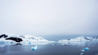 棕色（的）虚张声势南极洲图片