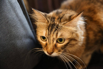 关闭<strong>图片棕色</strong>（的）条纹猫沙发上