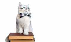 白色猫弓领带眼镜站堆栈书