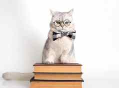 有趣的白色猫弓领带眼镜站堆栈书孤立的
