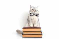 白色猫弓领带眼镜站堆栈书孤立的