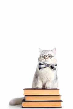 有趣的白色猫弓领带眼镜站堆栈书孤立的
