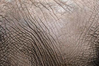 纹理皮肤非洲大象特写镜头大象皮肤皱纹<strong>违</strong>规行为成人大象