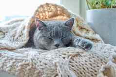 灰色的猫睡觉温暖的针织羊毛围巾窗口冷秋天冬天季节
