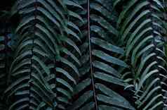蕨类植物叶子绿色树叶植物自然花热带雨林背景